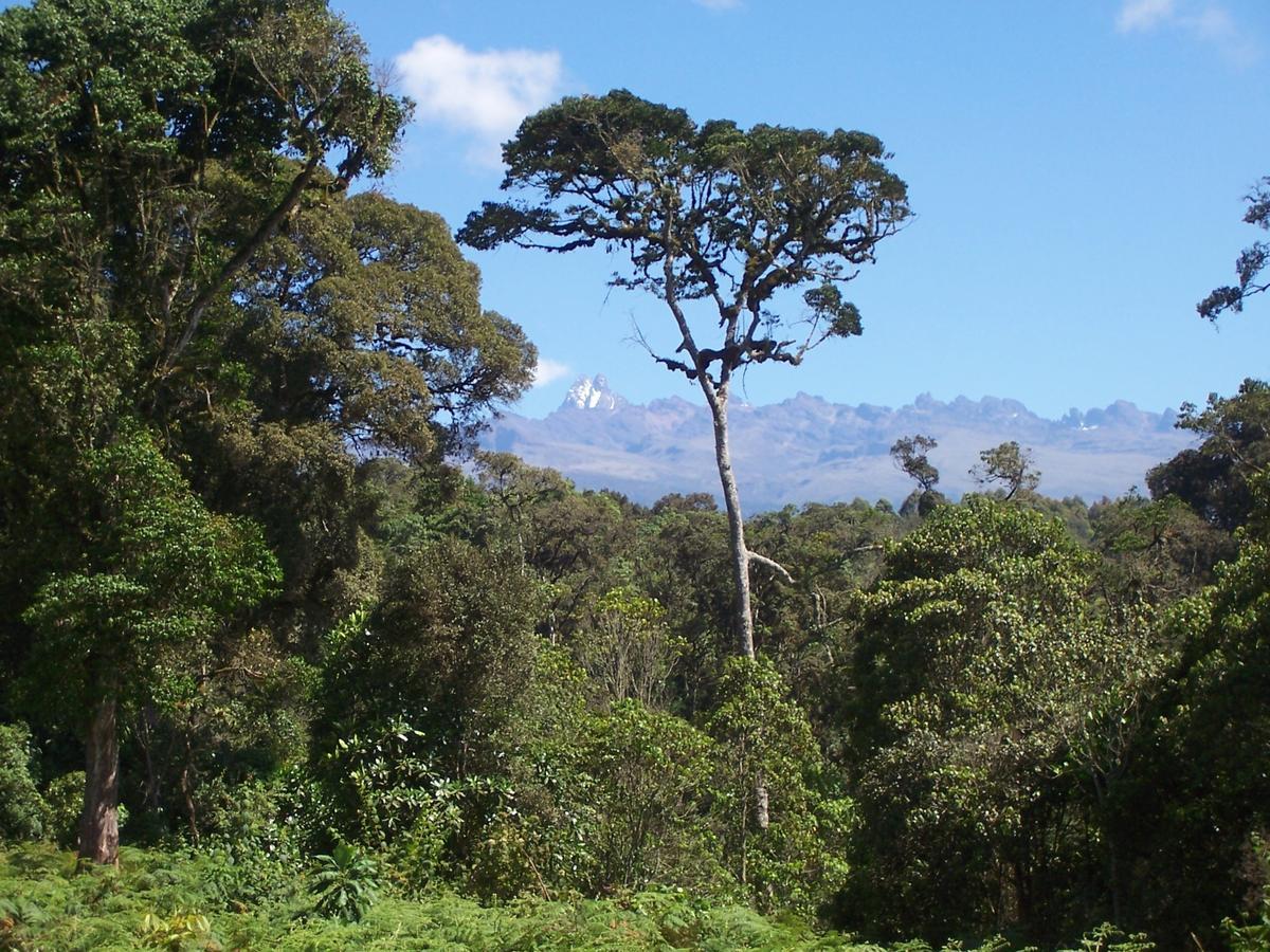 Castle Forest Lodge Mount Kenya National Park Luaran gambar