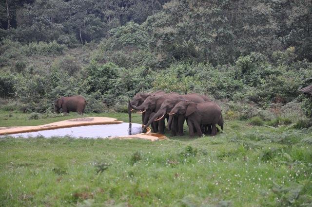 Castle Forest Lodge Mount Kenya National Park Luaran gambar